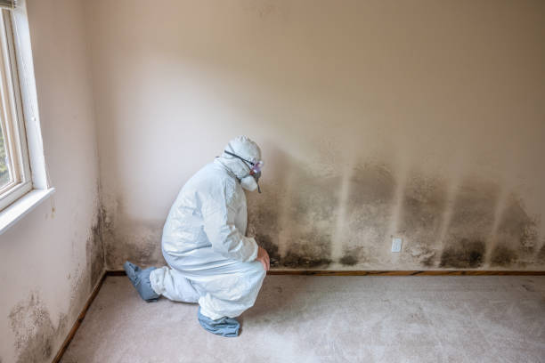 Best Basement Mold Remediation in Rainbow Lakes Estates, FL