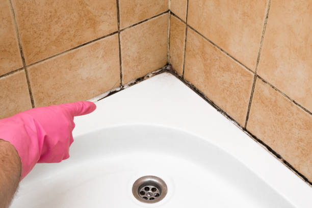 Best Industrial Mold Remediation in Rainbow Lakes Estates, FL